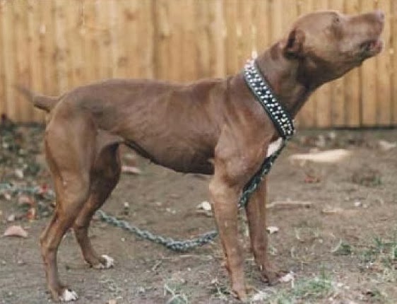 redboy jocko pitbull puppies for sale